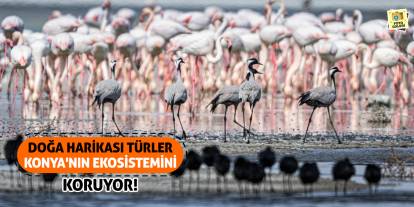 Doğa Harikası Türler Konya'nın Ekosistemini Koruyor!