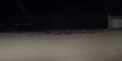 Konya'da tarım alanlarında domuz nöbeti