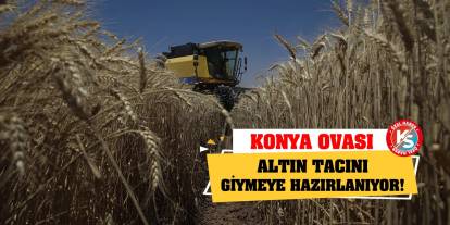 Konya Ovası Altın Tacını Giymeye Hazırlanıyor