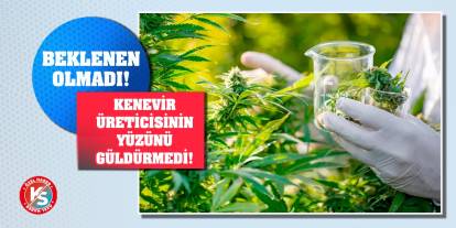Beklenen olmadı! Kenevir üreticisinin yüzünü güldürmedi!