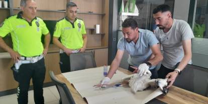 Yaralı leyleğe polisten şefkat eli