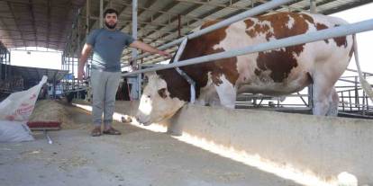 Bin 400 kiloluk devasa tosun servet değerindeki fiyatıyla alıcısını bekliyor