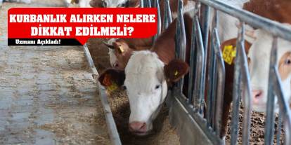 Uzmanı açıkladı! Kurbanlık alırken nelere dikkat edilmeli?