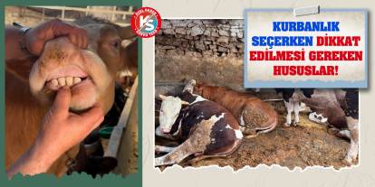 Kurbanlık Seçerken Dikkat Edilmesi Gereken Hususlar!