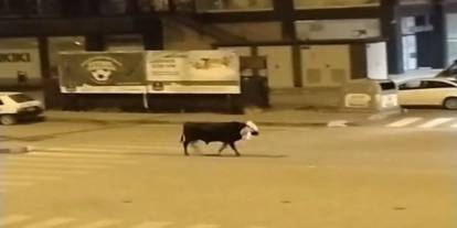 Konya'da firari boğa trafiği alt üst etti