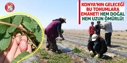 Konya'nın geleceği bu tohumlara emanet! Hem doğal hem uzun ömürlü!