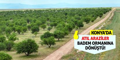 Konya'da Atıl Araziler Badem Ormanına Dönüştü!