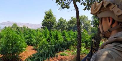 Diyarbakır'da 12 milyon 389 bin kök kenevir ve skunk ele geçirildi