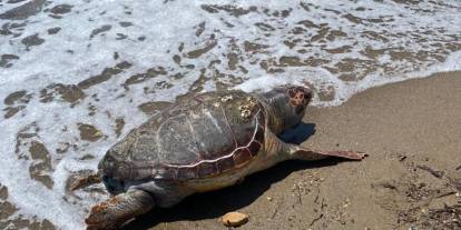 Assos sahilinde ölü caretta caretta bulundu