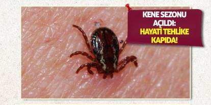 Kene Sezonu Açıldı: Hayati Tehlike Kapıda!