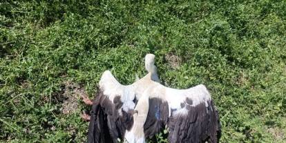 Konya'da yonca tarlasında yaralı leylek bulundu