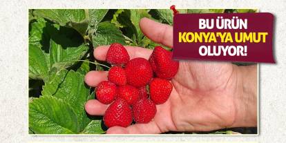Bu ürün Konya'ya umut oluyor!