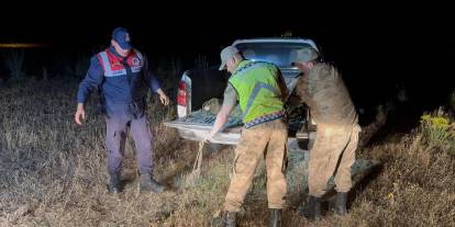 Kaçak avlanan 1,5 ton inci kefali suya geri bırakıldı