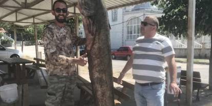 Meriç Nehri'nde 80 kilo ağırlığında yayın balığı yakaladı