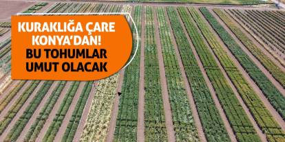 Kuraklığa Çare Konya’dan! Bu Tohumlar Umut Olacak