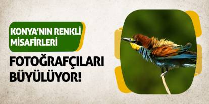 Konya’nın Renkli Misafirleri Fotoğrafçıları Büyülüyor!