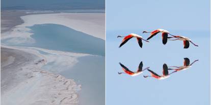 Kuraklık Tuz Gölü'ndeki flamingo sayısını düşürdü