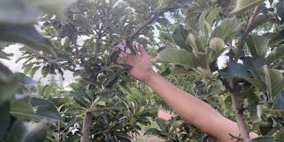 Kulu'da dona rağmen elma ağacı çiçek açtı
