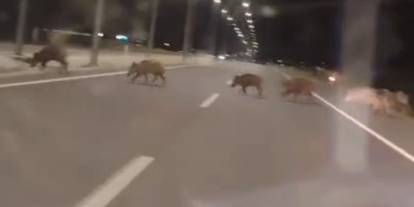Konya'da yaban domuzları sürücülerin korkulu rüyası oldu!