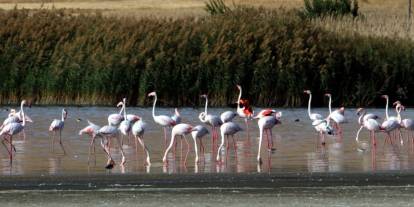 Kuş cenneti Erçek Gölü'nde flamingo sayısı azaldı