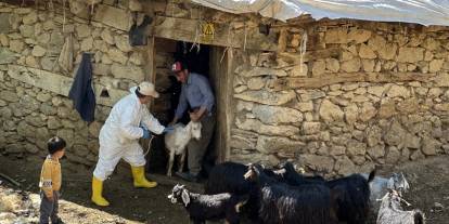 Şap hastalığının yeni serotipine karşı üretilen 6 milyon doz aşı sahaya sevk edildi