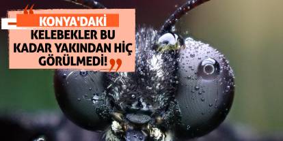 Konya'daki Kelebekler Bu Kadar Yakından Hiç Görülmedi!