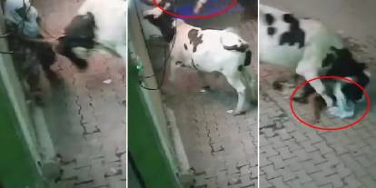 Başıboş inek yaşlı kadına saldırdı, havaya attı ve çiğnedi!