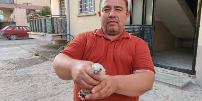 Konya'da yavru doğan kuşu koruma altına alındı