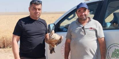 Karapınar'da yaralı şahin koruma altına alındı