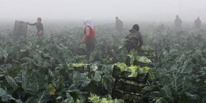 TARSİM'den yetiştiriciye hasar ödemesi