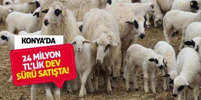 Konya’da 24 Milyon TL’lik Dev Sürü Satışta!