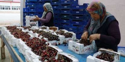 Hadim kirazında zirai don ihracatı durdurdu