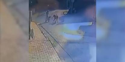 Yürüyüşte Dehşet! Sokak Köpekleri Kadın ve Evcil Köpeğine Saldırdı