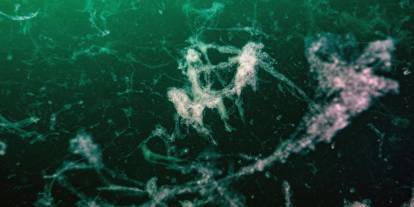 Marmara Denizi'nde mikroplastik ve ağır metallerin etkisi araştırılıyor