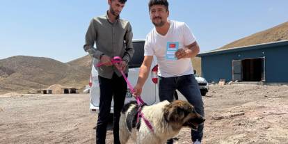 Ceylan Ertem sahibinin mezarından ayrılmayan köpeğe kucak açtı