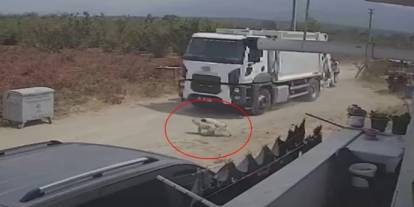 Acımasızlık Son Noktada: Ezilen Köpekler Çöpe Gitti!