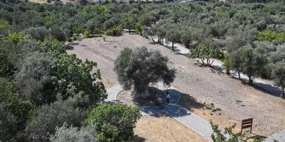 1316 yaşındaki ağaç zeytin vermeye devam ediyor