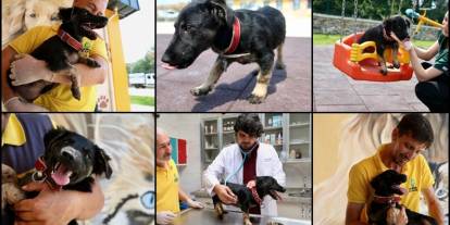 Zifte Saplanan Yavru Köpek Hayata Döndü