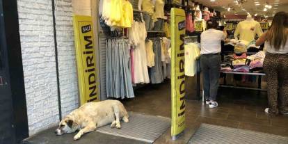 Sıcaktan bunalan köpek çareyi klimanın altına yatmakla buldu