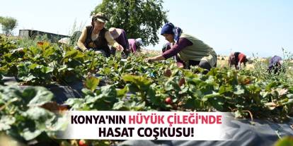 Konya'nın Hüyük Çileği'nde Hasat Coşkusu!