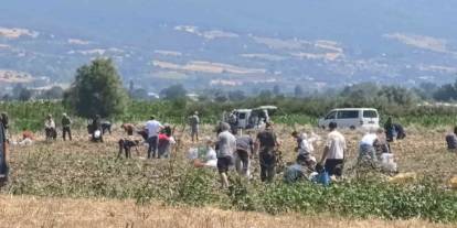 Patates tarlasındaki ürünleri ücretsiz dağıttı