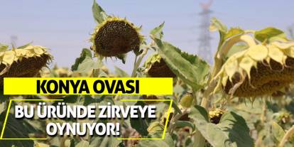 Konya Ovası Bu Üründe Zirveye Oynuyor!