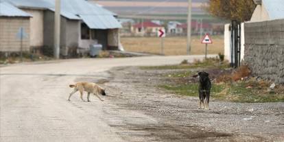 Sahipsiz köpeklerden kaçarken öldü!