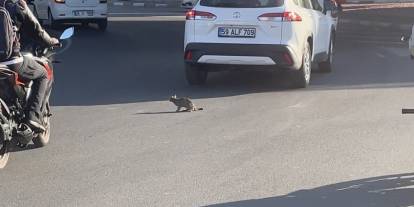 Yavru kedi trafikte sürücülere zor anlar yaşattı