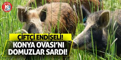 Konya Ovası'nı domuzlar sardı! Çiftçiler endişeli!