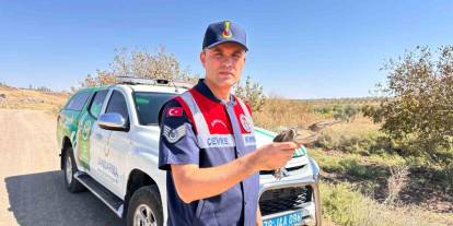 Kilis’te yaralı küçük balaban kuşu koruma altına alındı
