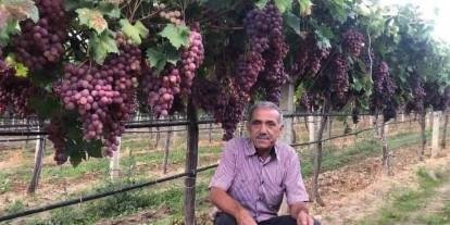 TARİŞ’in açıkladığı üzüm fiyatına tepki