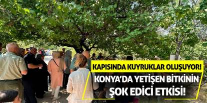 Konya’da yetişen bitkinin şok edici etkisi! Kapısında kuyruklar oluşuyor!
