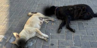 İzmir'de zehirlendiği iddia edilen 10 köpek ile 5 kedi öldü