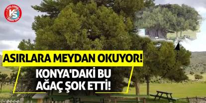Asırlara Meydan Okuyor! Konya'daki Bu Ağaç Şok Etti!